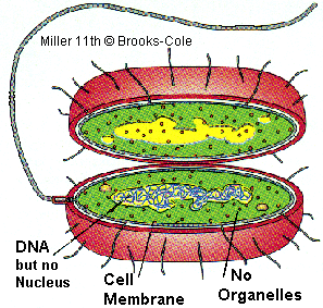 prokcell.gif